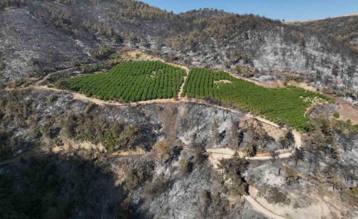 Türkiye’nin yüreğini yakan yangında yüzleri gülümseten görüntü