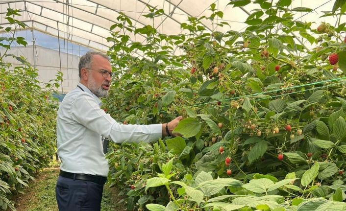 Uludağ’dan Sırbistan’a ahududu üretiminde uluslararası işbirliği adımı