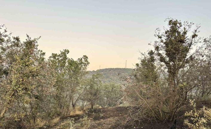 Uşak’ta meşelik alana sıçrayan yangın kontrol altına alındı