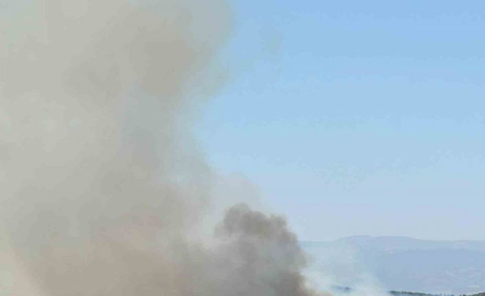 Uşak’ta meşelik alanda yangın çıktı