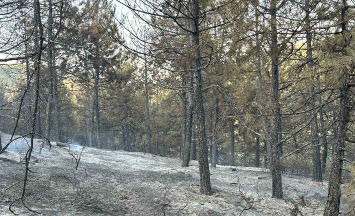 Uşak’taki orman yangını kontrol altında