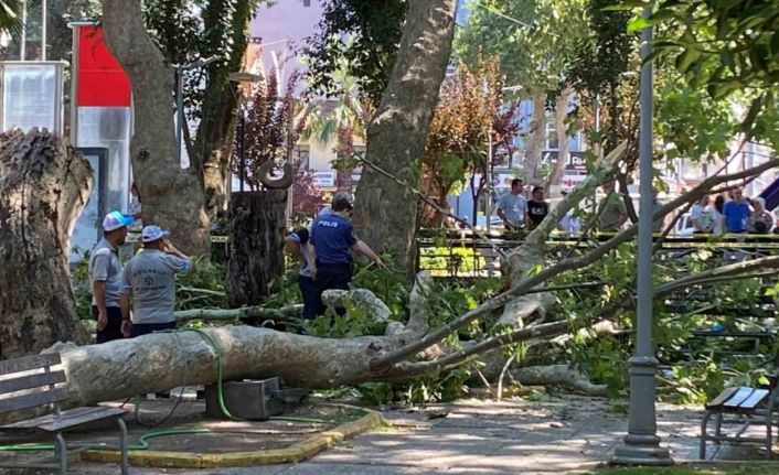 Üzerine ağaç dalı düşen genç kız hayatını kaybetti