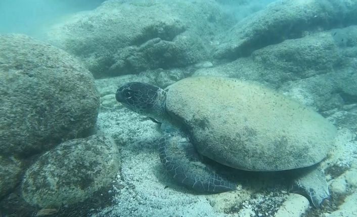 Uzman isim Caretta caretta ısırma vakalarının sebebini açıkladı
