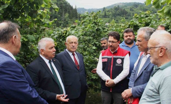 Vali bile bahçeye inmeyen fındık üreticisine sitem etti