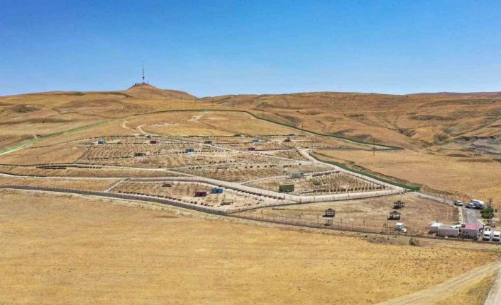 Van Büyükşehir Belediyesi doğal yaşam alanına 20 bin ağaç dikti