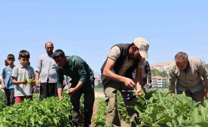 Vatandaş tarladan sofraya sebzeye doyacak