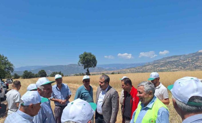 Vezirköprü’de kanola hasadı başladı