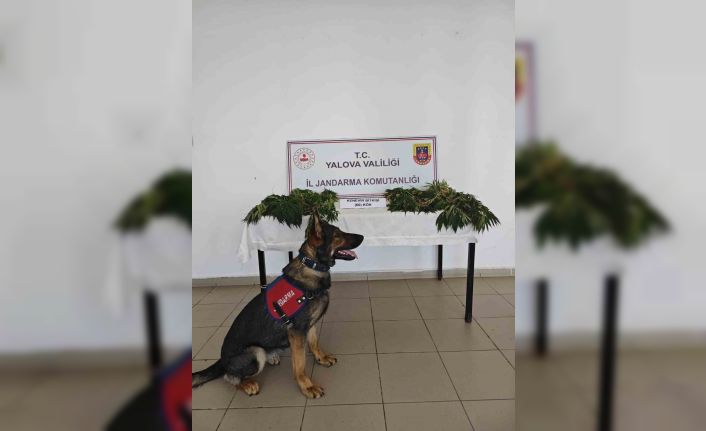 Yalova’da yasa dışı kenevir ekimi yapan zanlı tutuklandı