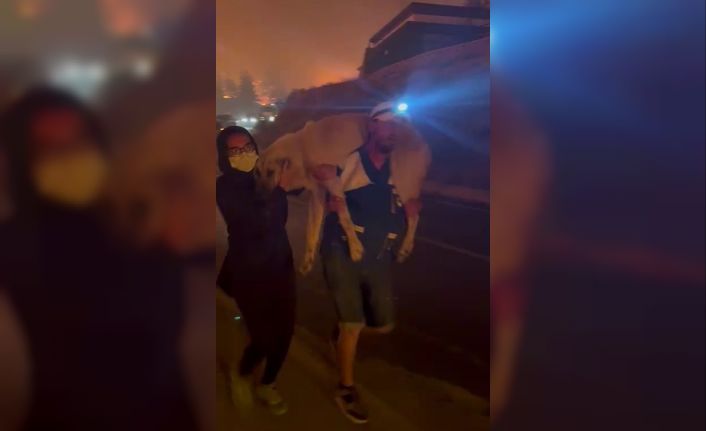 Yangın bölgesindeki hayvanların tahliyesi için seferber oldular