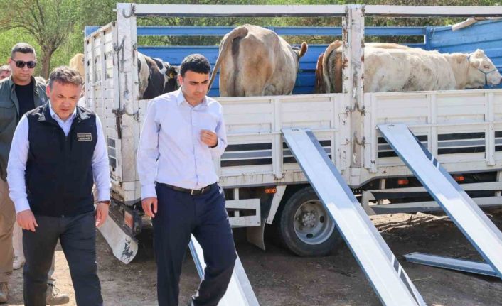 Yangın sonrası üreticilere büyükbaş ve küçükbaş hayvan desteği sağlandı