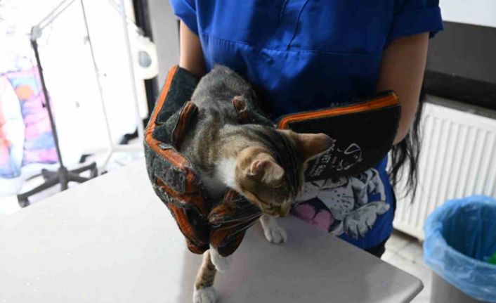 Yangında zarar gören hayvanlara ilk yardım nasıl yapılmalı