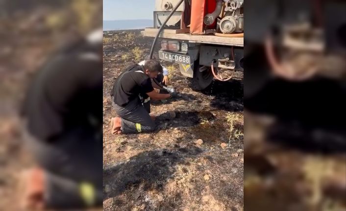 Yangından etkilenen kirpiye elleriyle su verdiler