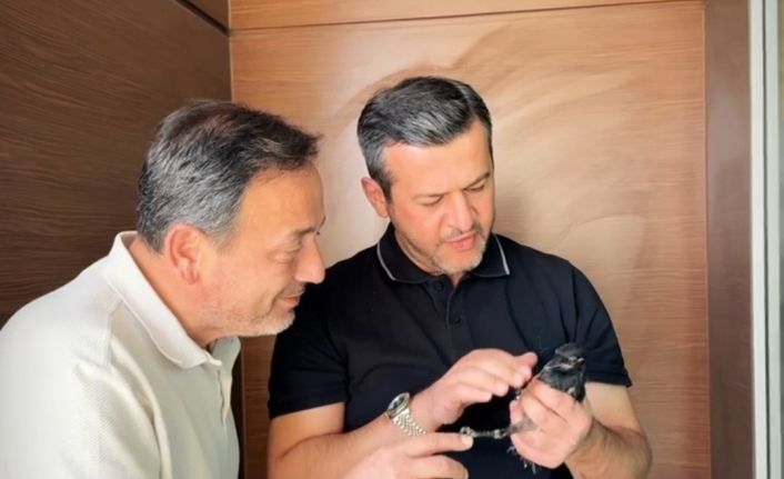 Yangından yaralı kurtarılan saksağana belediye başkanı makamında bakıyor