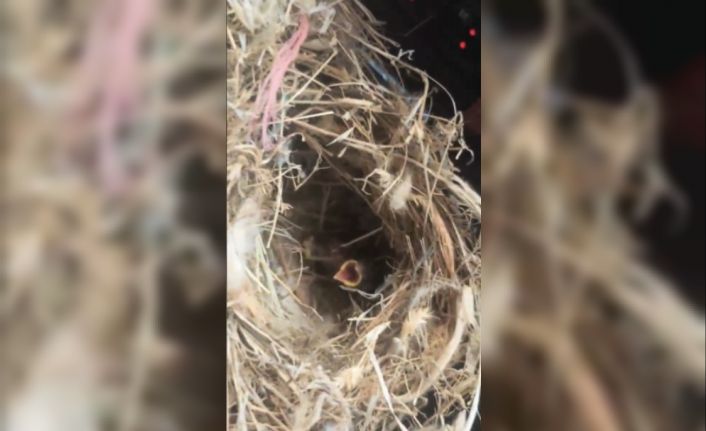 Yangının ortasından kuş yuvasını kurtardılar