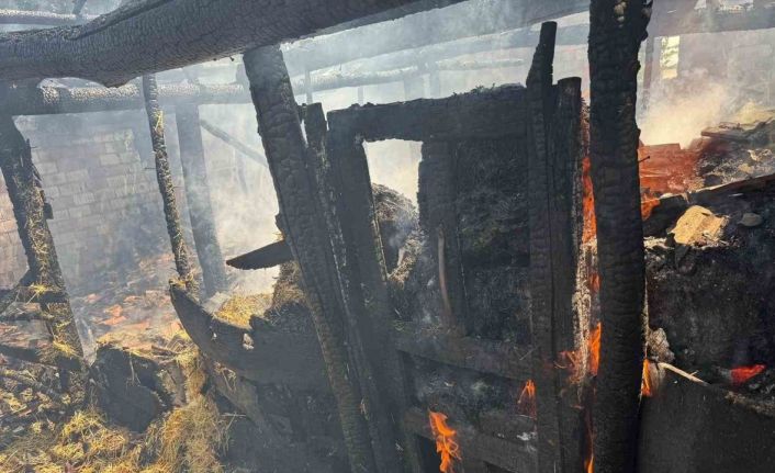 Yaprak pişirilirken çıkan yangın ahıra sıçradı, 7 büyükbaş hayvan telef oldu