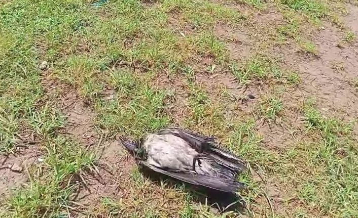 Yaralı karga, havadaki kargalar sayesinde bulundu