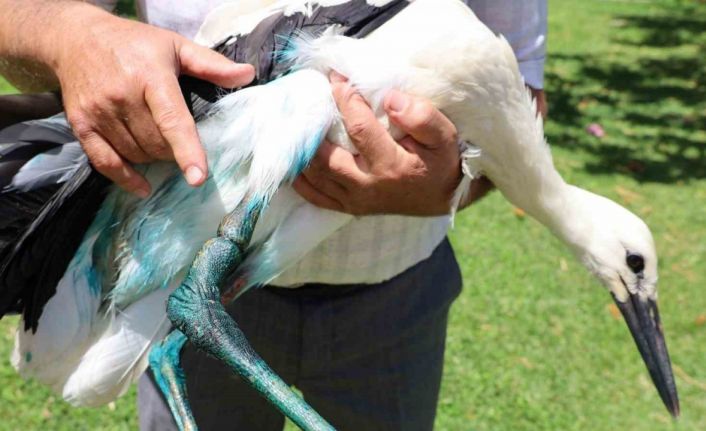 Yaralı leyleğe imamdan şefkat eli: "Kur’an kursumuzun maskotu oldu"