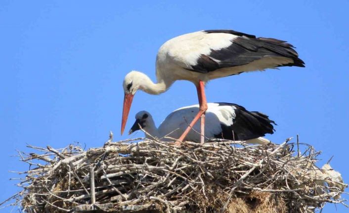 Yaren leyleği kıskandıracak Leylek Köyü