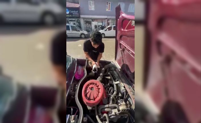 Yavru kedi otomobilin motor bölümünde sıkıştı