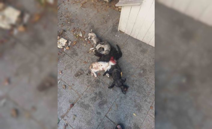 Yavru kediler öldürülmüş olarak bulundu: 1 gözaltı