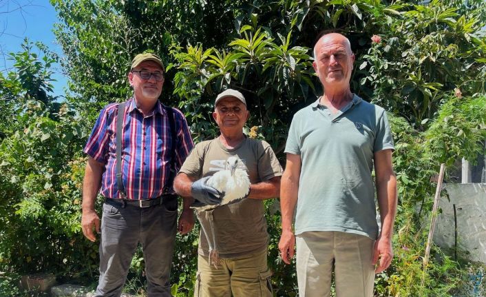 Yavru leyleği kurtarıp, deniz kaplumbağası yumurtalarını koruma altına aldılar