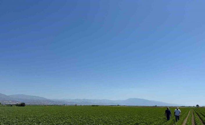 Yenipazar’da pamuk gelişimleri kontrol edildi