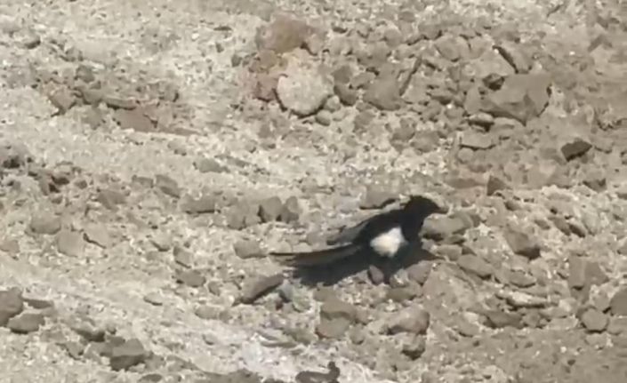 Yılanın karga ve kartalla mücadelesi kameralara yansıdı