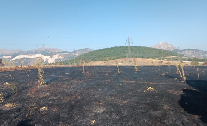 Yüksek gerilim hattına çarpan karga, 2 dönüm alanı kül etti