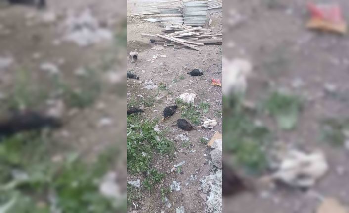 Yüksekova’da başıboş köpekler 21 hindi ve tavuğu telef etti