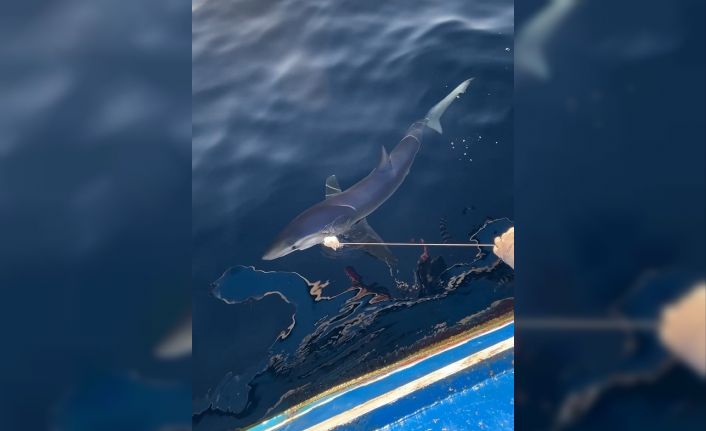 Yunanlılara kafa tutan balıkçının oltasına Gökçeada açıklarında mavi köpek balığı takıldı