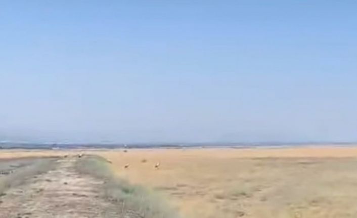 Yuvadan düşen leylek tedavisinin ardından doğaya salındı