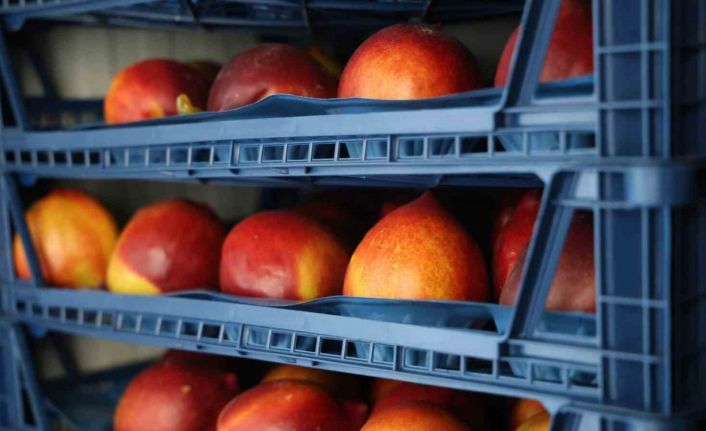 Yüzyılın don olayı sonrası fırsatçılık tepkisi: "Elimde liste var, şeftali 120 lira olmaz"