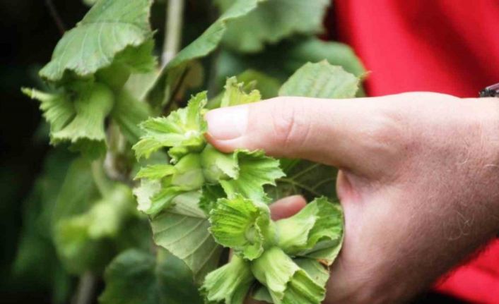 Zirai don, fındık üretiminde Samsun’u Türkiye 1’incisi yapacak