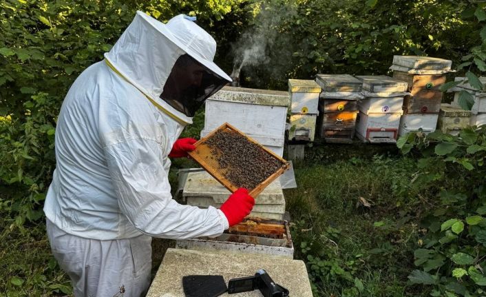 Zonguldak’ta arıcılık son 15 yılın en verimli dönemini yaşıyor