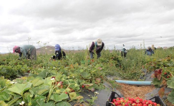 20 dönüm alanda işe başladı 15 kadına umut oldu