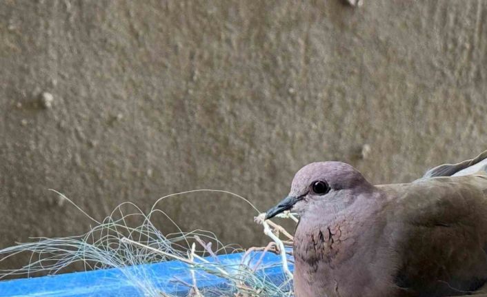 2 yıldır pencerelerine yuva yapan kumruya gözleri gibi bakıyorlar