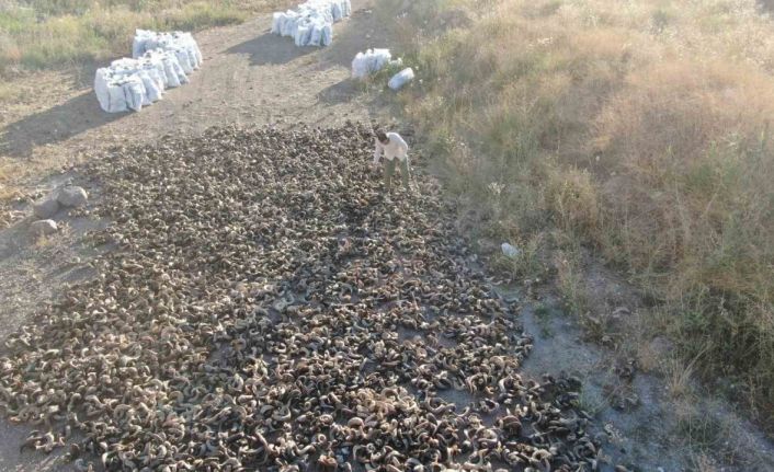2 yıllık serüven başladı, Sivas bıçağının olmazsa olmazı kurutulmaya bırakıldı