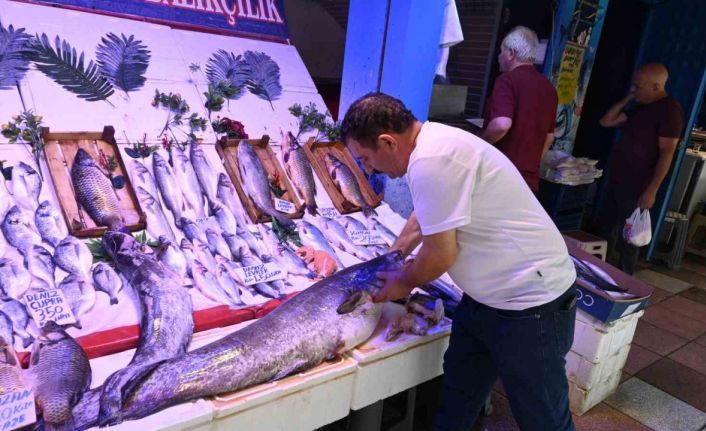 40 kiloluk yayın balığını görenler ’Canavar gibi’ diyor