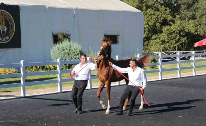 58 tay 25 milyon liraya satıldı