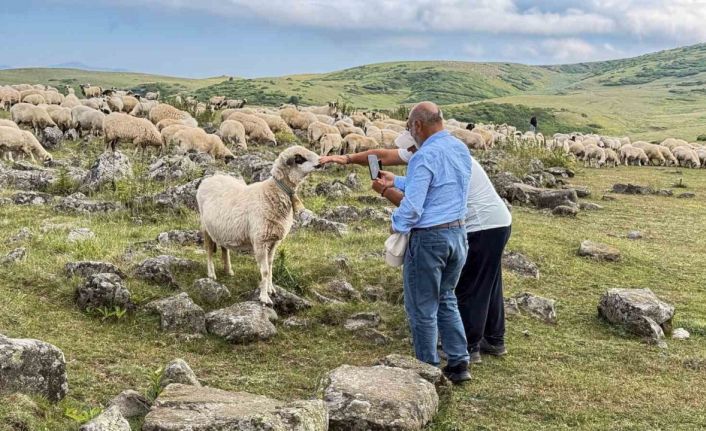 639 yıllık Tomağın Mezarlığı köylülerin hayvanlarına tuz taşı oldu