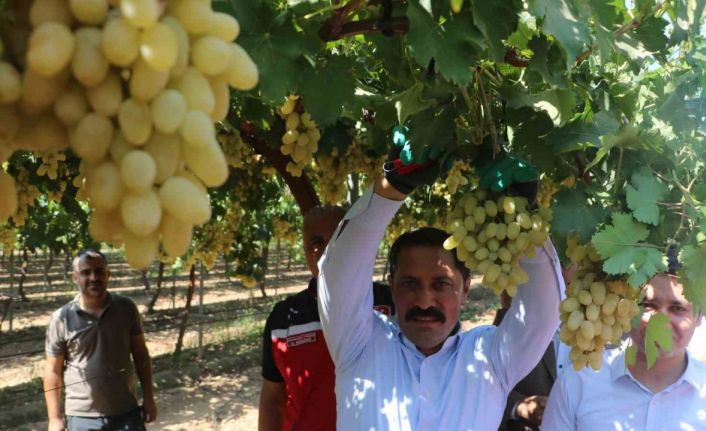 85 bin ton rekoltenin beklendiği üzümde bağ bozumu başladı
