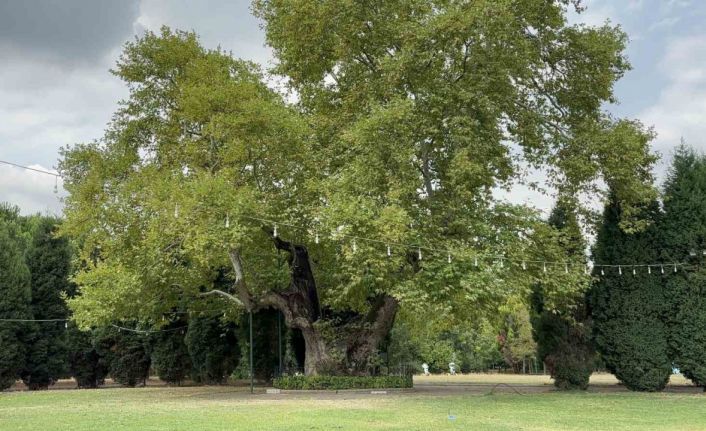 930 yıllık çınar asırlara meydan okuyor