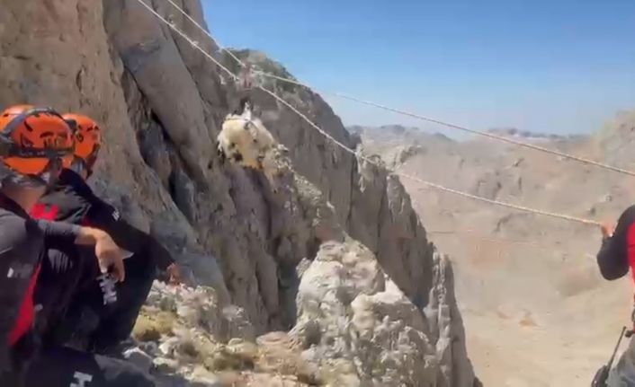 9 gün boyunca mahsur kalan keçiler 5 saatlik operasyonla kurtarıldı