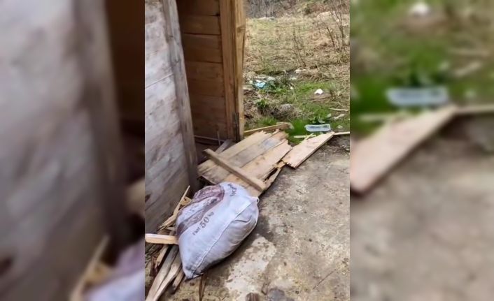 Aç kalan ayılar yayla evlerinden sonra turistlerin konakladığı bungalovlara dadandı