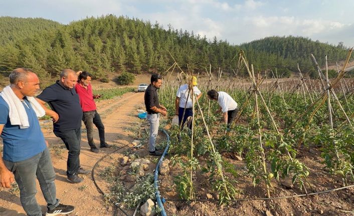 Adana’da atıl araziler domates üretim merkezi oldu