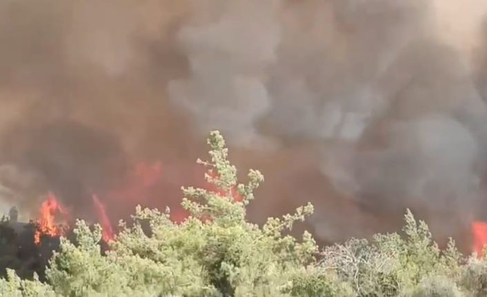 Adana’da orman yangını