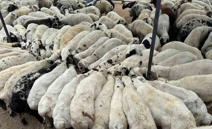 Adana’da şap hastalığı görüldü: Hayvan hareketliliği kısıtlandı