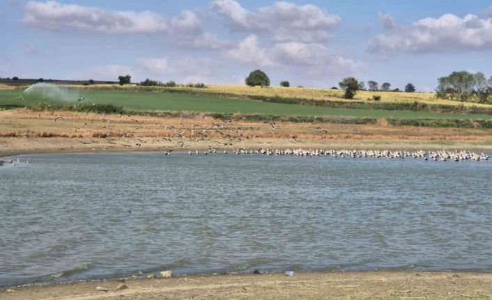 Afrika yolculuğu öncesi binlerce leylek gölette buluştu