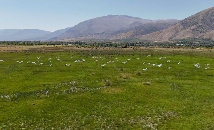 Afrika’dan göç eden leylek sürüsü Erzincan’da mola verdi
