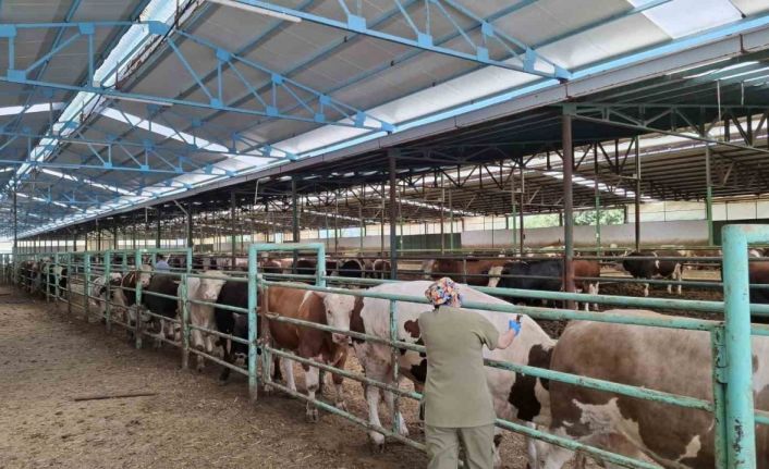 Afyonkarahisar’da şap hastalığı ile mücadele sürüyor